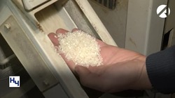 В Астраханской области будут выращивать самый северный рис в мире