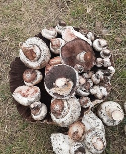 В этом году в Астраханской области выросло аномальное количество грибов