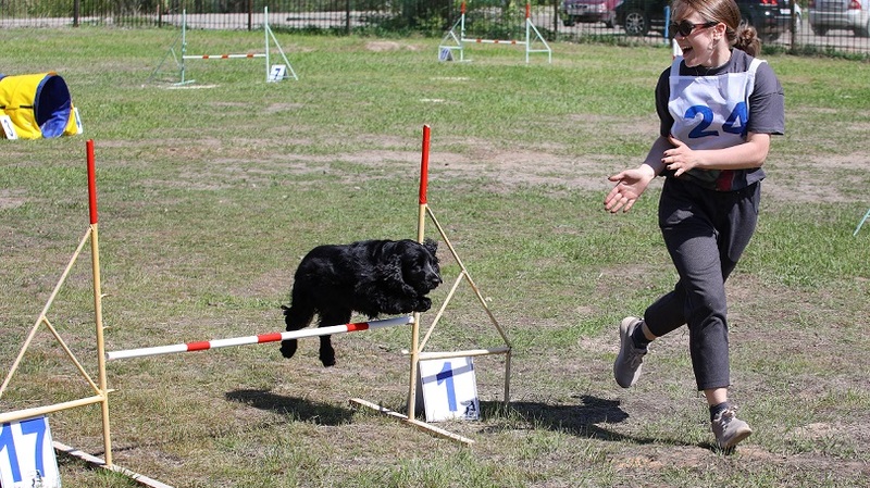 Кинологический спорт в россии. Собаки на награждение в спорте аджилити. Кинологический спорт награды. Спортивная Кинологическая школа Астрахань. Цели и задачи спортивного собаководства.