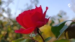 В Астрахани в ноябре зацвела плетистая роза