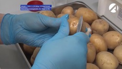 Специалисты Россельхознадзора проверили картофельное поле в Приволжском районе