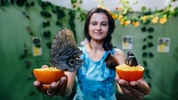В Астрахани работает выставка тропических бабочек