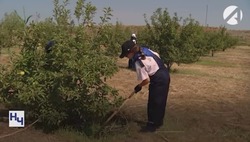 Что надо знать астраханским родителям о летней подработке подростков