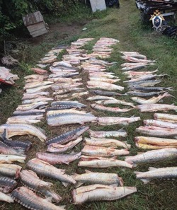 В Астраханской области с поличным поймали браконьеров