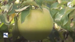 В Астраханской области приступили к сбору позднего сорта яблок
