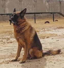 Астраханские полицейские ищут дом служебной собаке