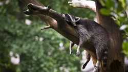 Храп может быть индикатором серьезных заболеваний