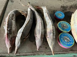 Две астраханки обвиняются в незаконном обороте осетровых