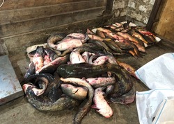 Астраханские пограничники изъяли почти 670 кг нелегальной рыбы