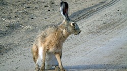 В Астраханской области завершился сезон охоты на зайца