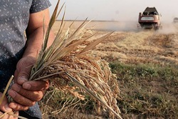 В Астраханской области хотят восстановить систему рисовых чеков