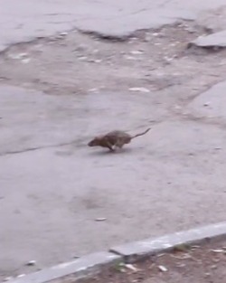 В Саратове на детской площадке засняли крыс и мышей