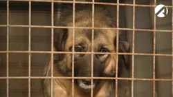 В Астрахани не стали возбуждать уголовное дело о гибели бродячих собак