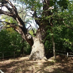 Астраханский дуб примет участие в конкурсе «Российское дерево года»