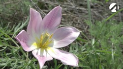 Астраханцев приглашают полюбоваться на тюльпановое чудо