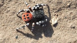 В Астраханской области обнаружили ядовитого краснокнижного паука
