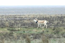 В дикую природу Астраханской области вернули молодого сайгака
