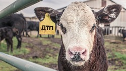 В Астраханской области произошло ДТП с участием коровы