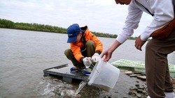 Астраханские эковолонтёры выпустили 15 тысяч мальков сазана в реку Кизань