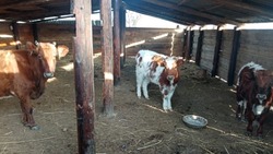 В Харабалинском районе сосед наехал на фермера из-за коров