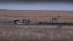 Молодые волчата радуются жизни в астраханском заказнике