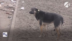 Глава СК поручил возбудить уголовное дело о нападении собаки на ребёнка в Знаменске