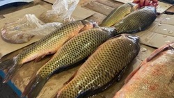 В Астрахани выявлены нарушения торговли частиковой рыбой