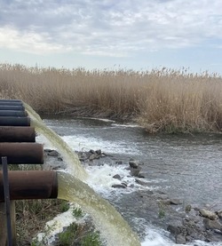 Западные подстепные ильмени в Астраханской области наполняются водой