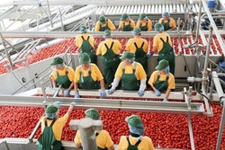 В Астраханской области начался промышленный сбор помидоров