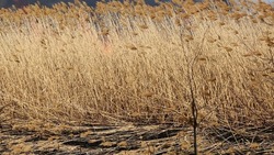 В Астрахани найден повреждённый собаками труп