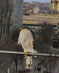 Ястреб-перепелятник прилетел на балкон астраханки