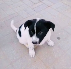 Прокуратура проверяет жестокое обращение с щенком в Астрахани