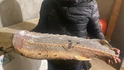 У астраханца обнаружили 38 килограммов замороженной краснокнижной рыбы
