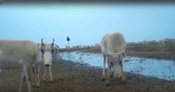 В астраханской степи сайгачата познакомились с фотоловушкой