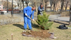 В центре Астрахани высадили 80 дубов и сосен
