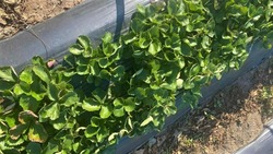 На грант нацпроекта астраханец будет выращивать клубнику