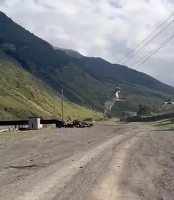 В Дагестане козёл повис рогами на проводах