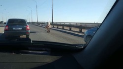 В Астрахани по Новому мосту гуляла корова