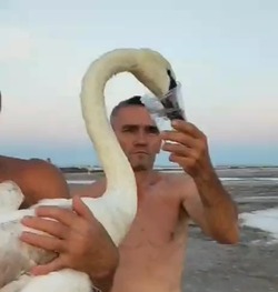 Лебедя на Баскунчаке вызволили из солёной ловушки