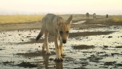 В заказнике «Степной» волчата попробовали фотоловушку на зуб