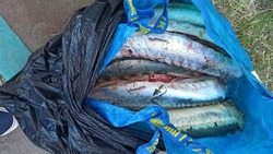 Астраханца подозревают в незаконном обороте краснокнижных рыб