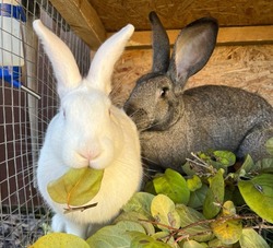 Астраханцев предупредили о новых правилах содержания кроликов