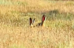 Астраханские зайцы стали степными кинозвёздами