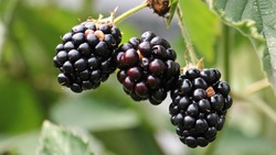 Какие дикие ягоды в Астраханской области можно есть