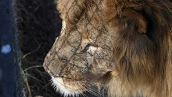 Льва, напавшего на девочку в Саратове, заберут у владельцев