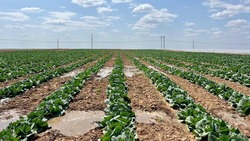 Астраханский фермер построил овощехранилище с помощью гранта от государства