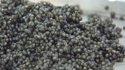 В Астраханской области растёт производство чёрной икры