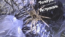 В центре Астрахани обнаружили ядовитого паука