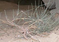 Астраханский учёный обнаружил новый вид реликтового растения