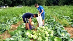 Молодые астраханцы помогают в сборе урожая